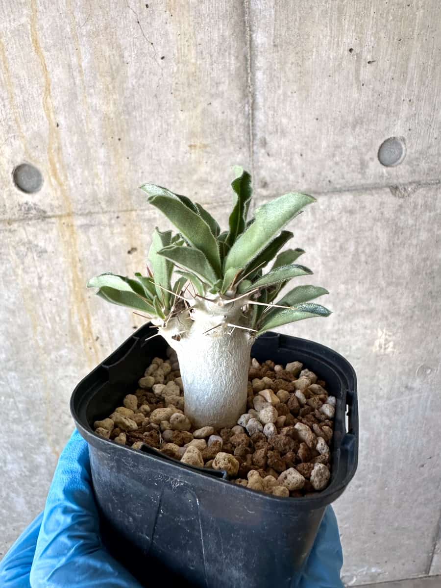 【現品限り】パキポディウム・サンデルシー【B57】 Pachypodium enigmaticum