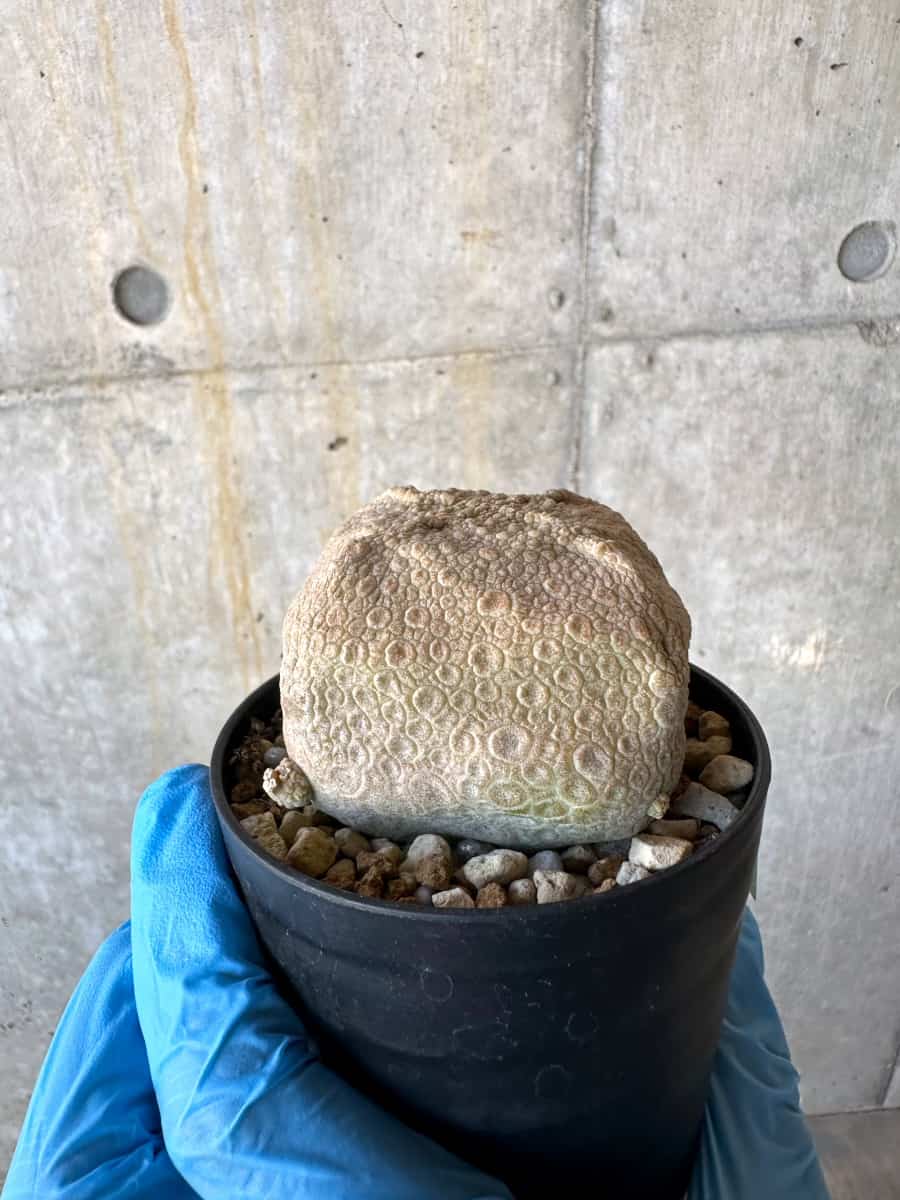 【現品限り】プセウドリトス・クビフォルメ【B58】 Pseudolithos cubiforme
