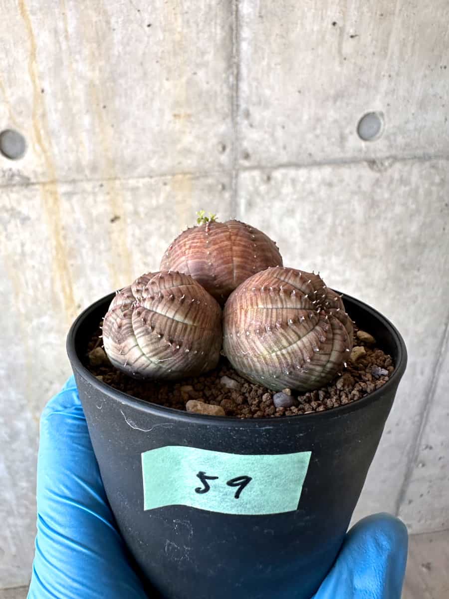 現品限り】ユーフォルビア・オベサ 多頭【B59】 Euphorbia obesa 塊根
