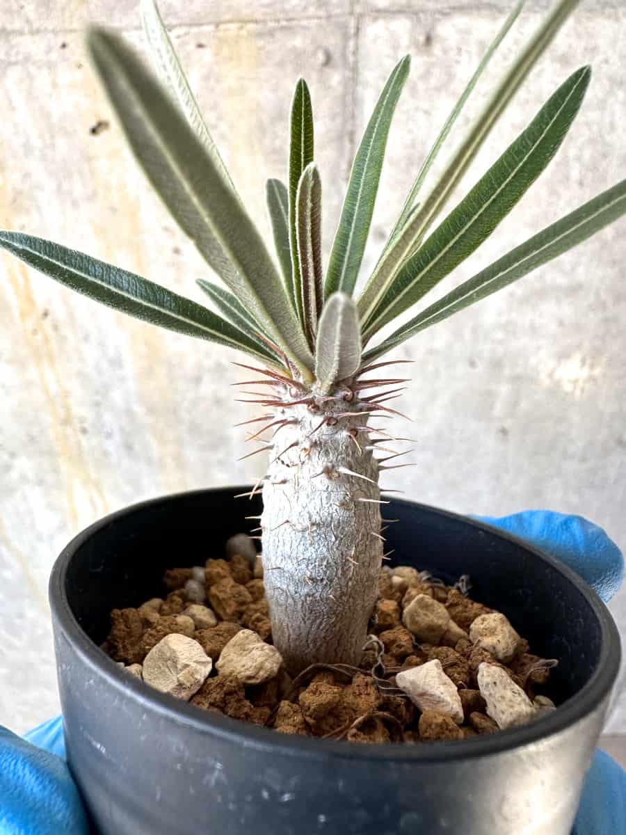 【現品限り】パキポディウム・グラキリス【B5】 Pachypodium gracilius
