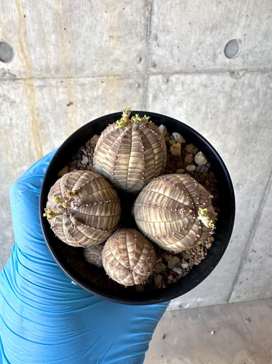 【現品限り】ユーフォルビア・オベサ 多頭【B60】 Euphorbia obesa