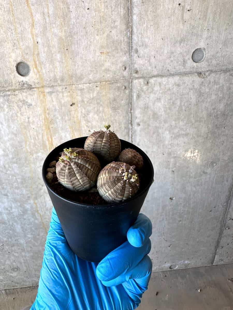 【現品限り】ユーフォルビア・オベサ 多頭【B60】 Euphorbia obesa