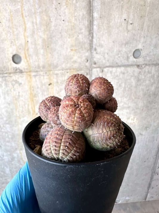 【現品限り】ユーフォルビア・オベサ 多頭【B61】 Euphorbia obesa