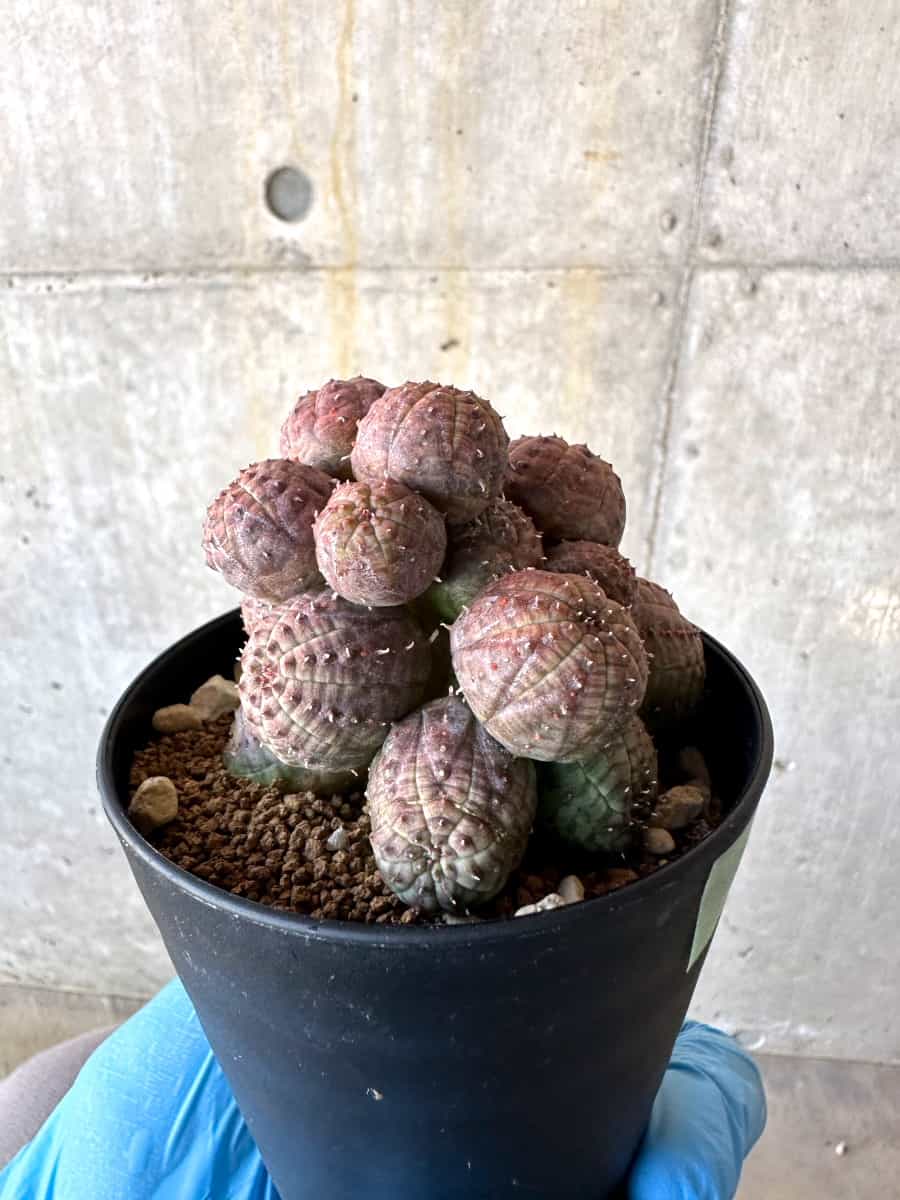 【現品限り】ユーフォルビア・オベサ 多頭【B61】 Euphorbia obesa