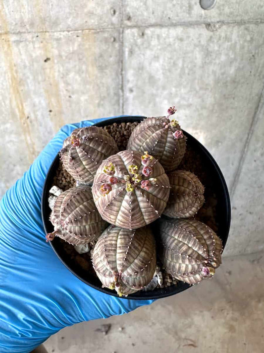 【現品限り】ユーフォルビア・オベサ 多頭【B62】 Euphorbia obesa
