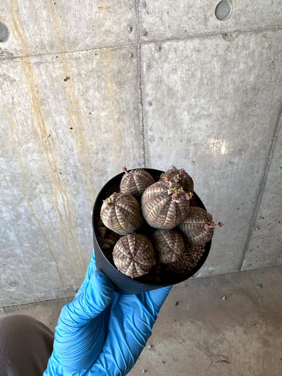 【現品限り】ユーフォルビア・オベサ 多頭【B62】 Euphorbia obesa