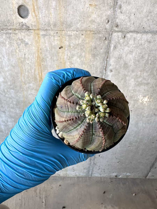 【現品限り】ユーフォルビア・オベサ 多頭【B67】 Euphorbia obesa