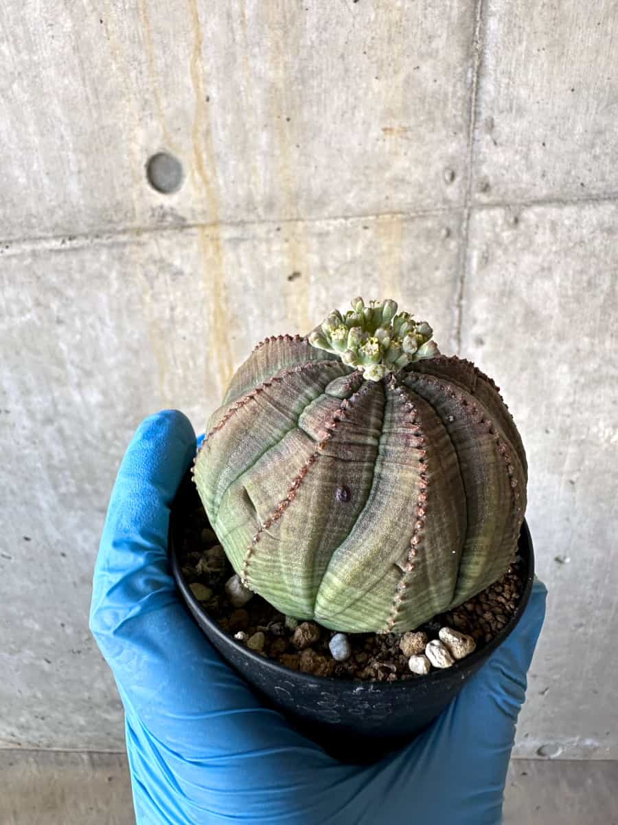 【現品限り】ユーフォルビア・オベサ 多頭【B67】 Euphorbia obesa