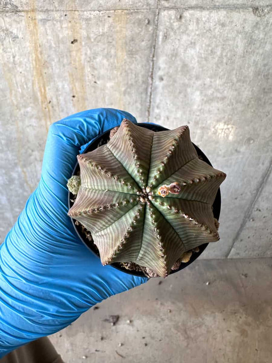 【現品限り】ユーフォルビア・オベサ 多頭【B68】 Euphorbia obesa