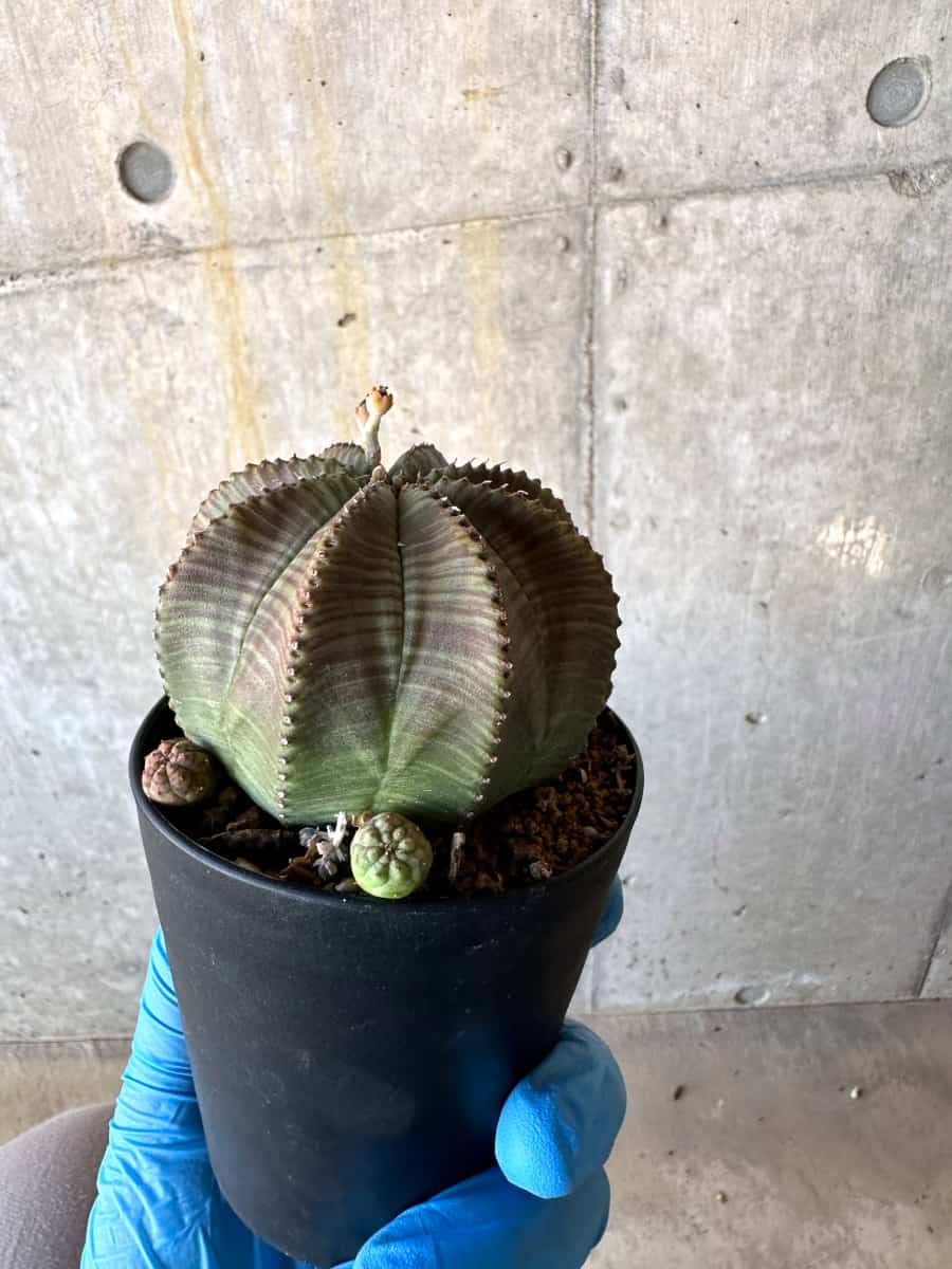 【現品限り】ユーフォルビア・オベサ 多頭【B68】 Euphorbia obesa