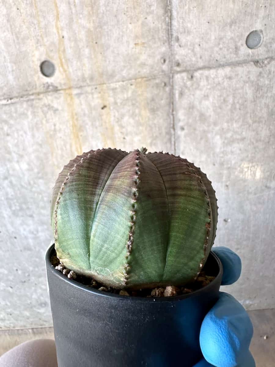 【現品限り】ユーフォルビア・オベサ 多頭【B69】 Euphorbia obesa