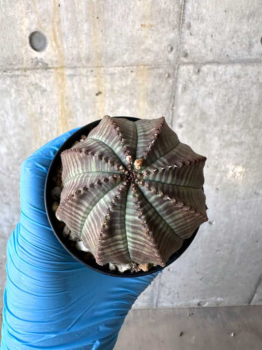【現品限り】ユーフォルビア・オベサ 多頭【B70】 Euphorbia obesa