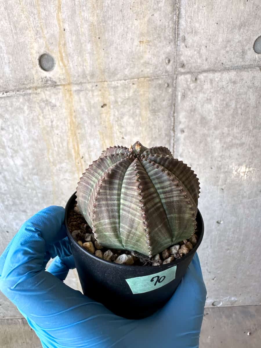 【現品限り】ユーフォルビア・オベサ 多頭【B70】 Euphorbia obesa
