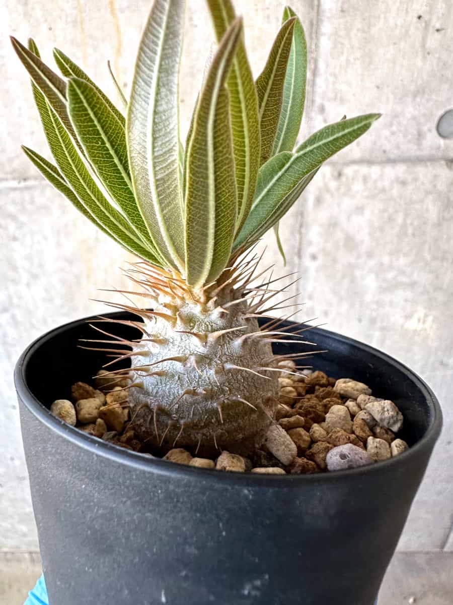 【現品限り】パキポディウム・グラキリス【B71】 Pachypodium gracilius