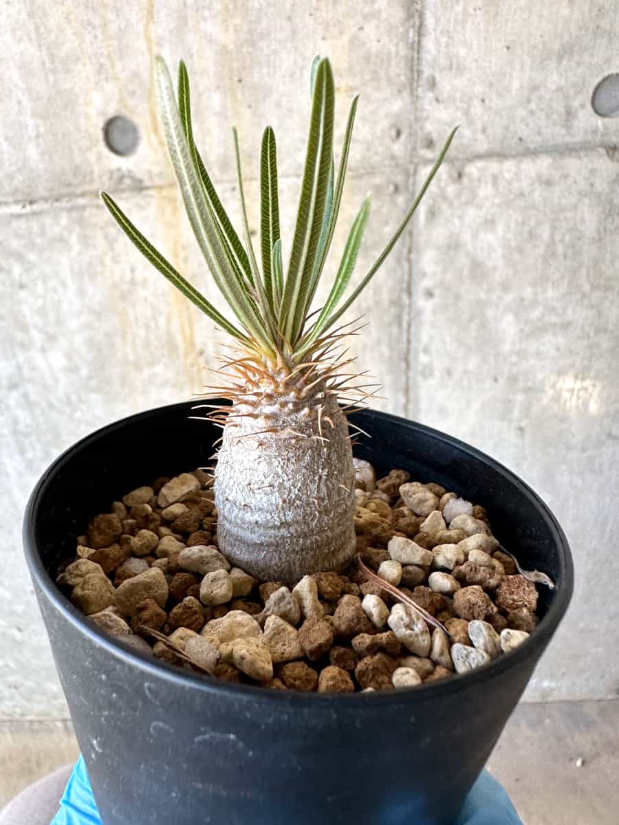 【現品限り】パキポディウム・グラキリス【B72】 Pachypodium gracilius