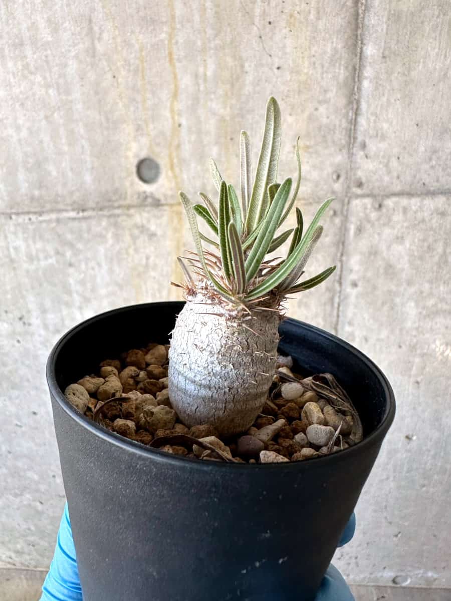 【現品限り】パキポディウム・グラキリス【B73】 Pachypodium gracilius