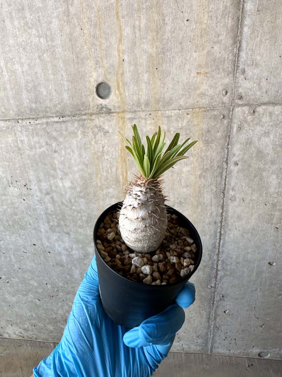 【現品限り】パキポディウム・グラキリス【B74】 Pachypodium gracilius