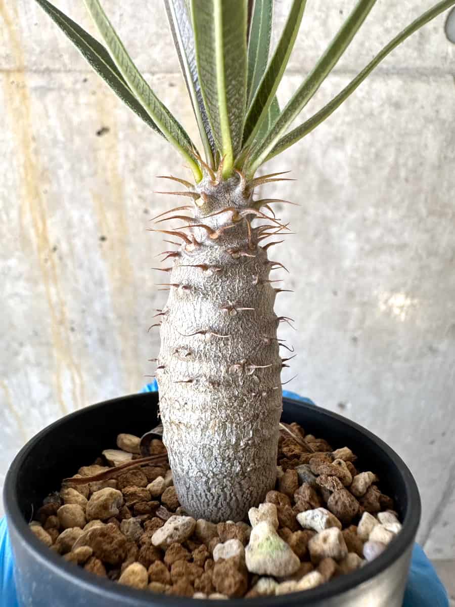 【現品限り】パキポディウム・グラキリス【B7】 Pachypodium gracilius