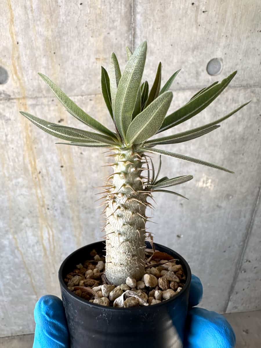 【現品限り】パキポディウム・グラキリス【B8】 Pachypodium gracilius
