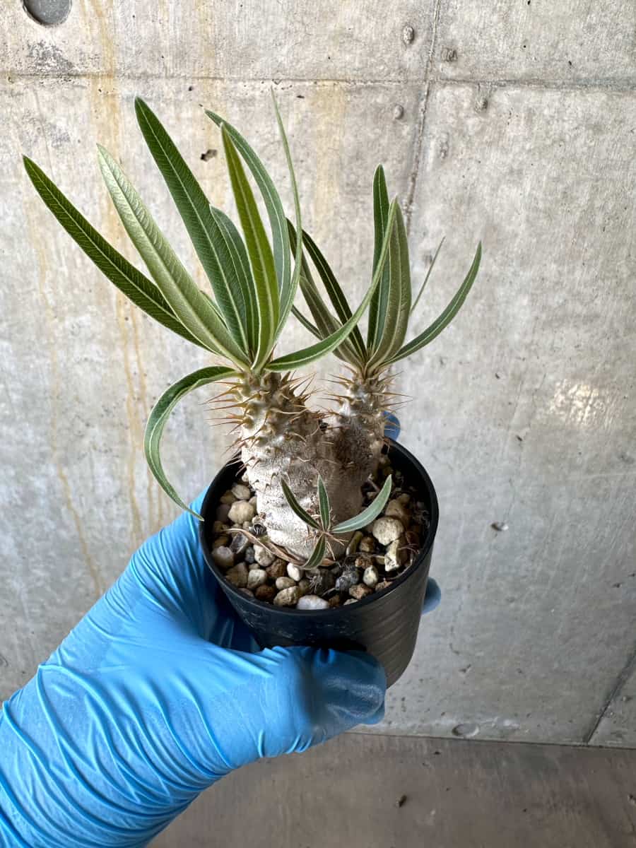 【現品限り】パキポディウム・グラキリス【B9】 Pachypodium gracilius