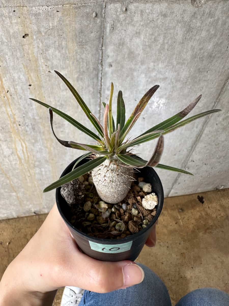 【現品限り】パキポディウム・グラキリス【C10】 Pachypodium gracilius