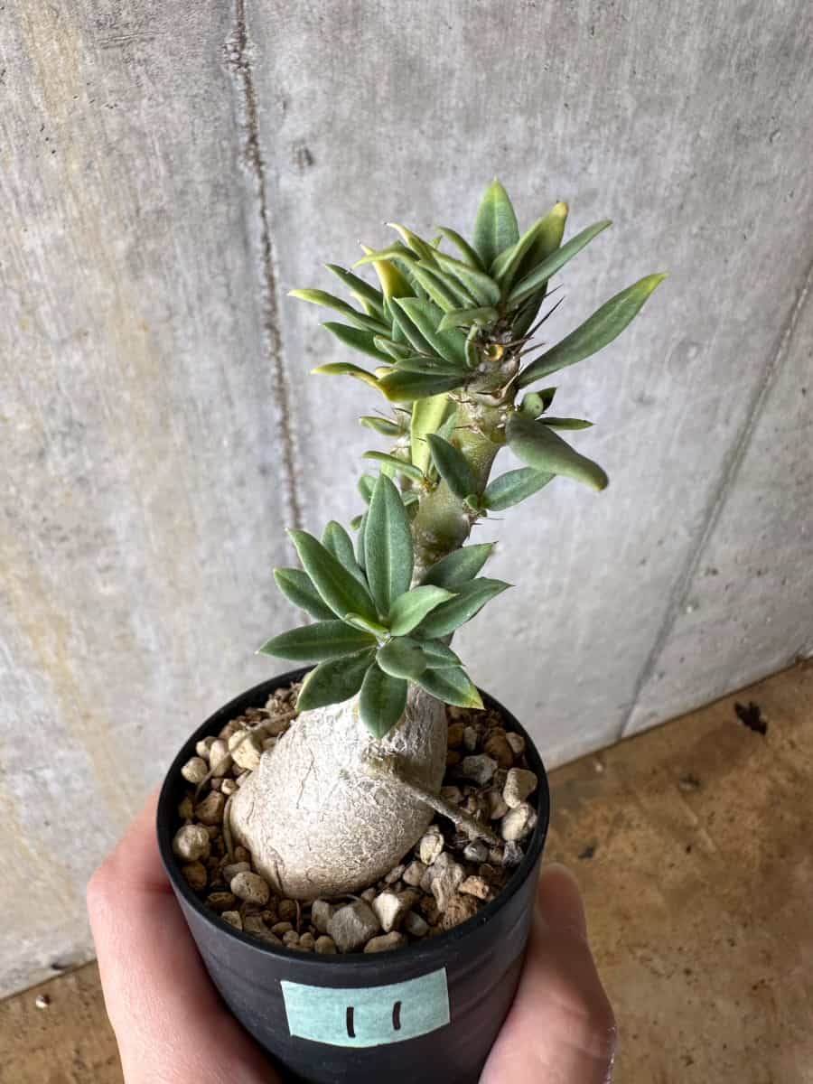 【現品限り】パキポディウム・ビスピノーサム【C11】 Pachypodium bispinosum