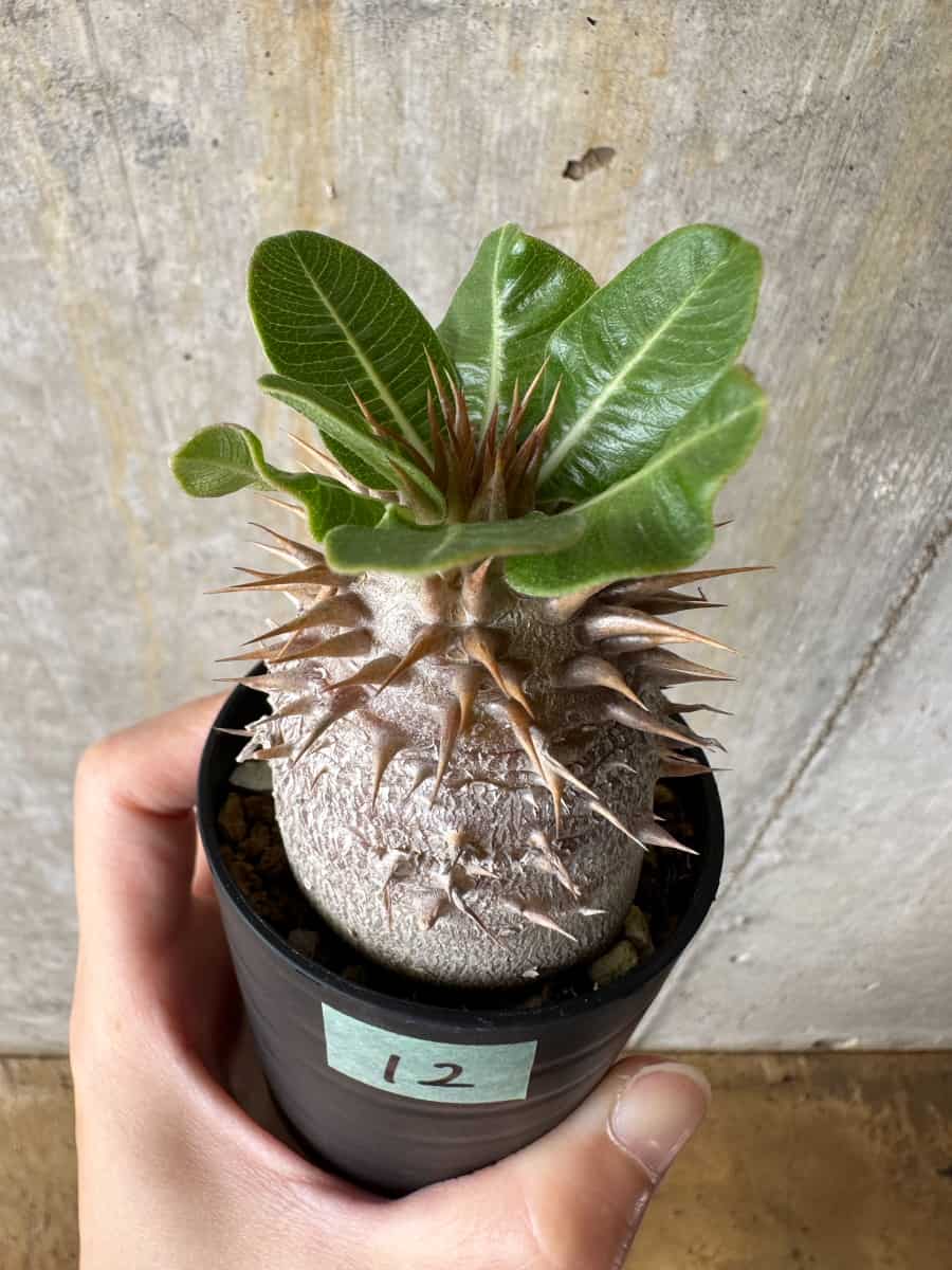 【現品限り】パキポディウム・デンシフローラム【C12】 Pachypodium densiflorum