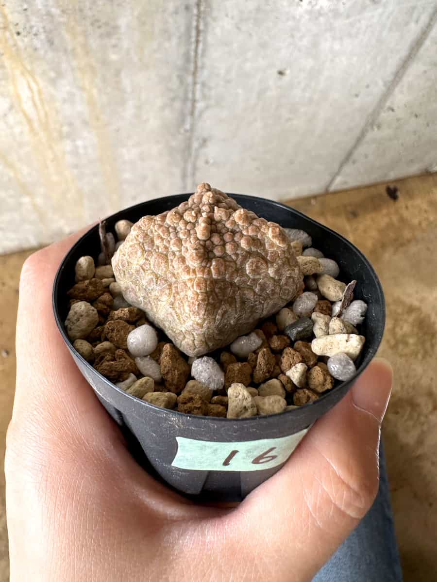 【現品限り】プセウドリトス・クビフォルメ【C16】 Pseudolithos cubiforme
