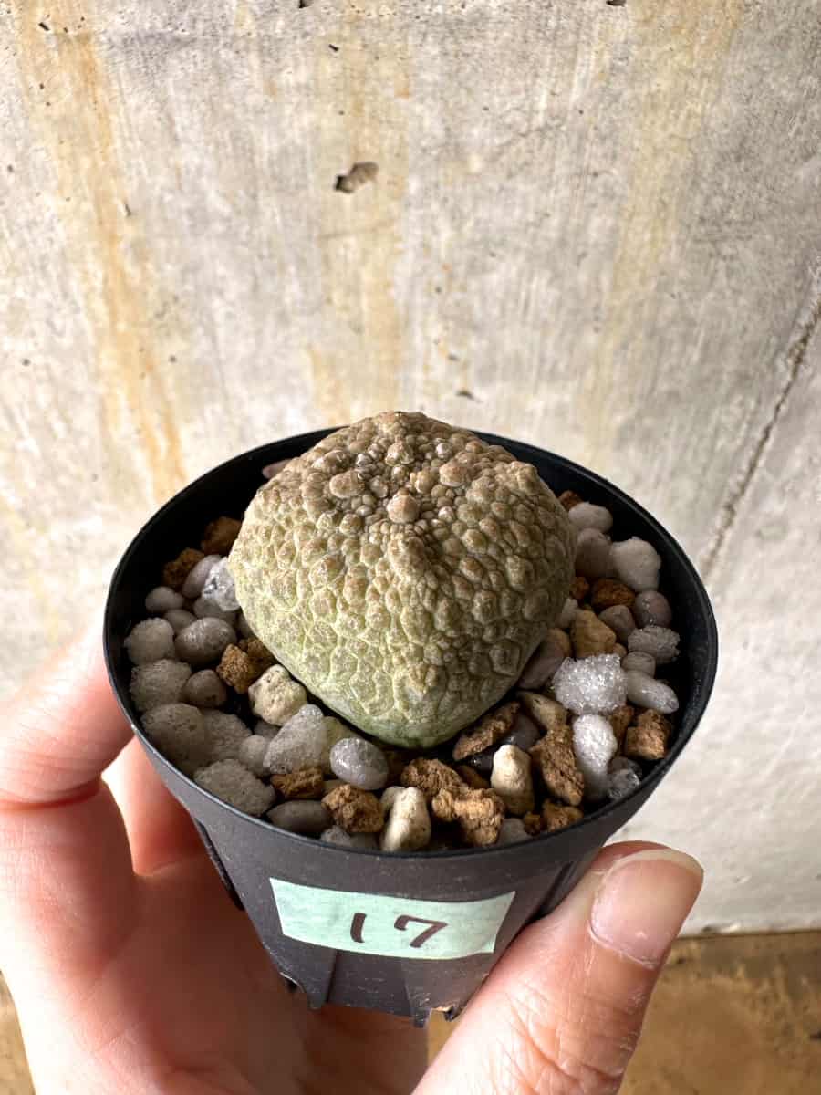 【現品限り】プセウドリトス・クビフォルメ【C17】 Pseudolithos cubiforme