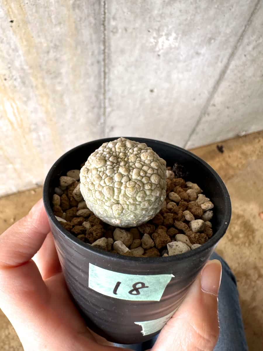 【現品限り】プセウドリトス・ミギウルティヌス【C18】 Pseudolithos migiurtinus