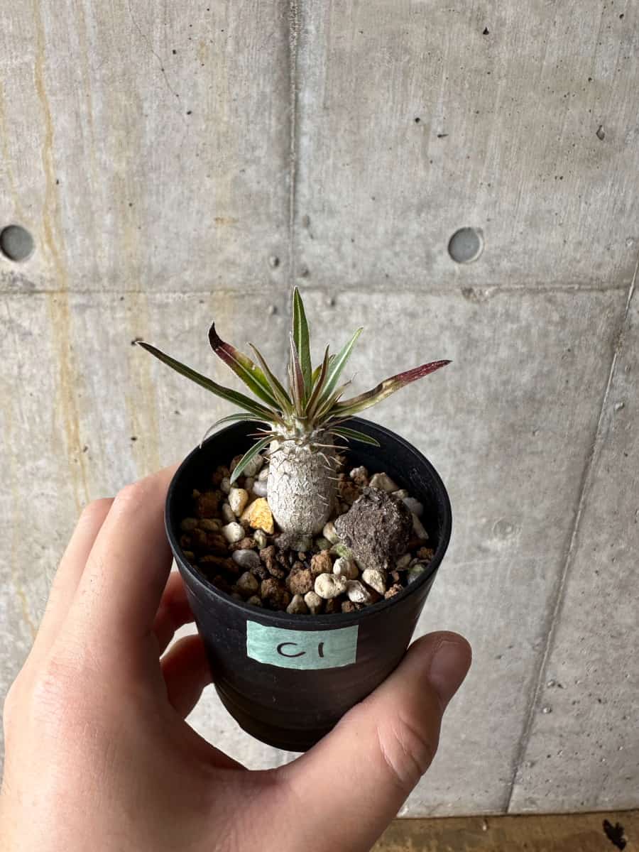 【現品限り】パキポディウム・グラキリス【C1】 Pachypodium gracilius