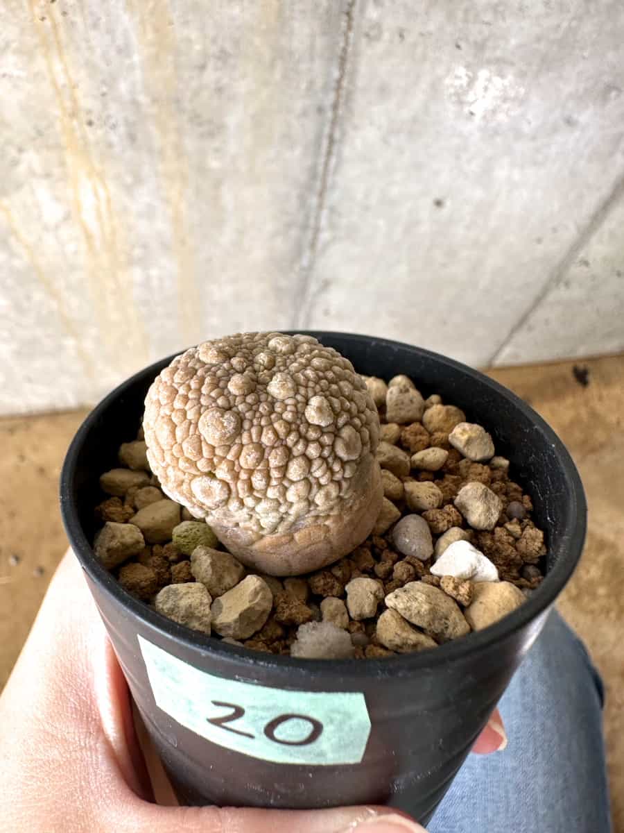 【現品限り】プセウドリトス・ミギウルティヌス【C20】 Pseudolithos migiurtinus