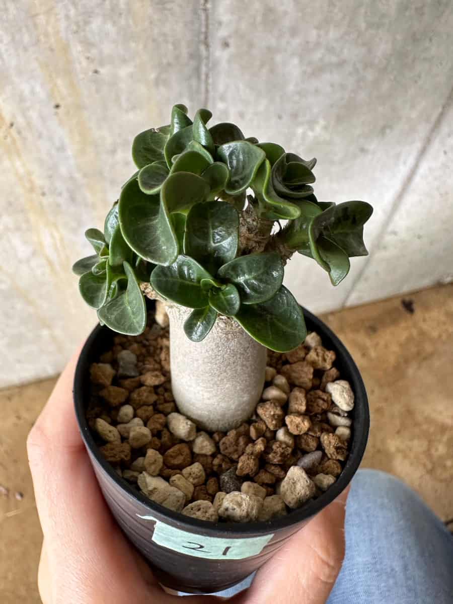 【現品限り】アデニウム・DHA 葉巻【C21】 Adenium DHA
