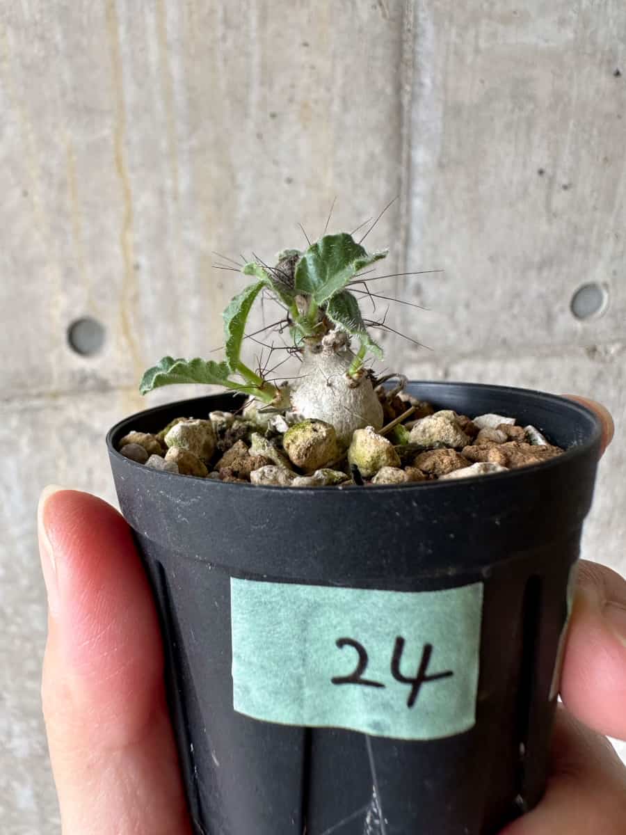 現品限り】ヤトロファ・マルギナータ【C24】 Jatropha marginata 塊根