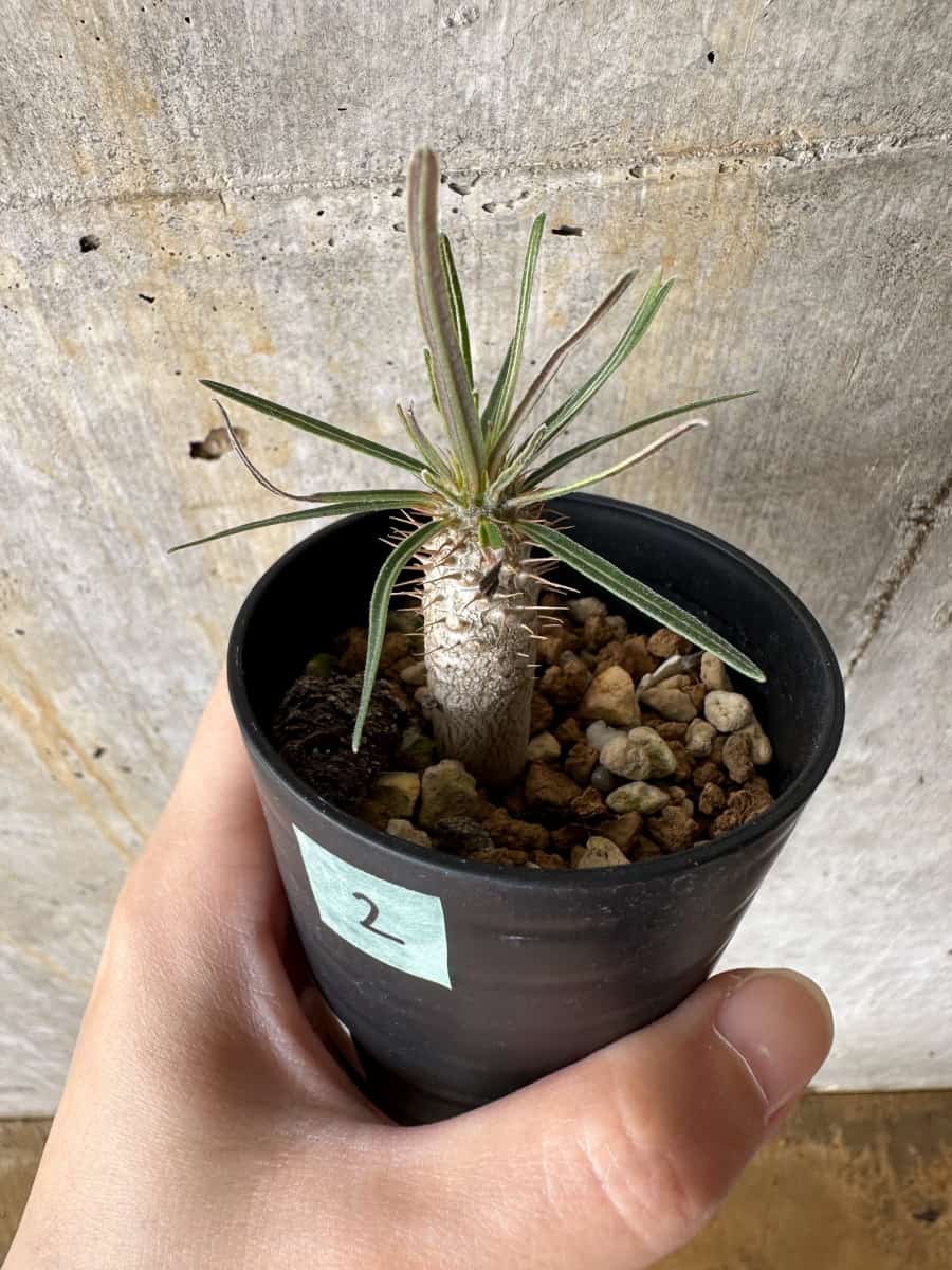 【現品限り】パキポディウム・グラキリス【C2】 Pachypodium gracilius