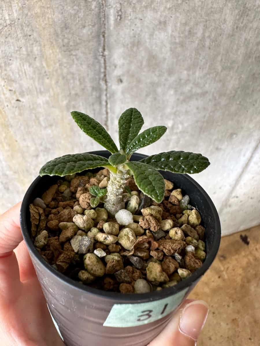 【現品限り】ドルステニア・ギガス 実生【C31】 Dorstenia gigas