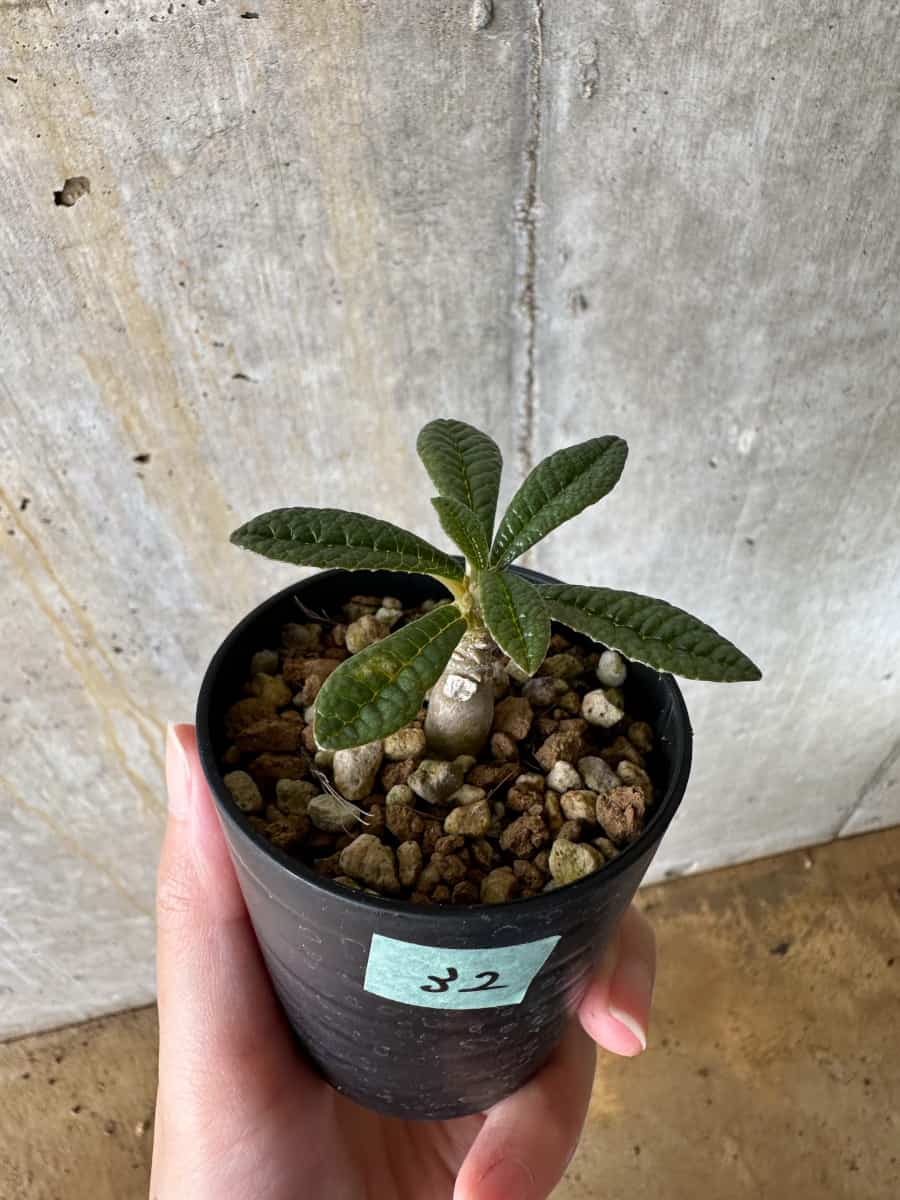 【現品限り】ドルステニア・ギガス 実生【C32】 Dorstenia gigas