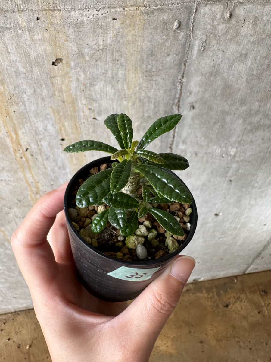 【現品限り】ドルステニア・ギガス 実生【C33】 Dorstenia gigas