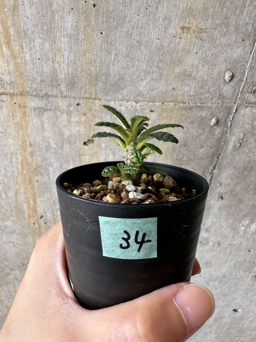 現品限り】ドルステニア・ギガス 実生【C34】 Dorstenia gigas 塊根