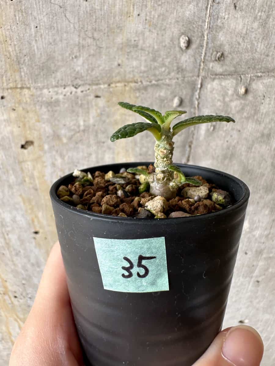 現品限り】ドルステニア・ギガス 実生【C35】 Dorstenia gigas 塊根