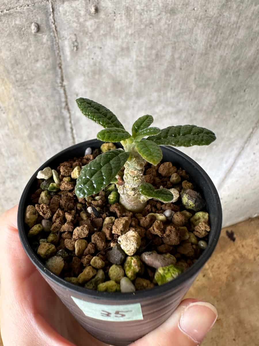 【現品限り】ドルステニア・ギガス 実生【C35】 Dorstenia gigas