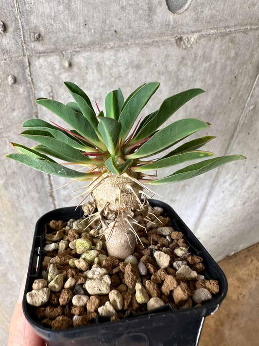 【現品限り】ユーフォルビア・ギラウミニアナ【C36】 Euphorbia guillauminiana