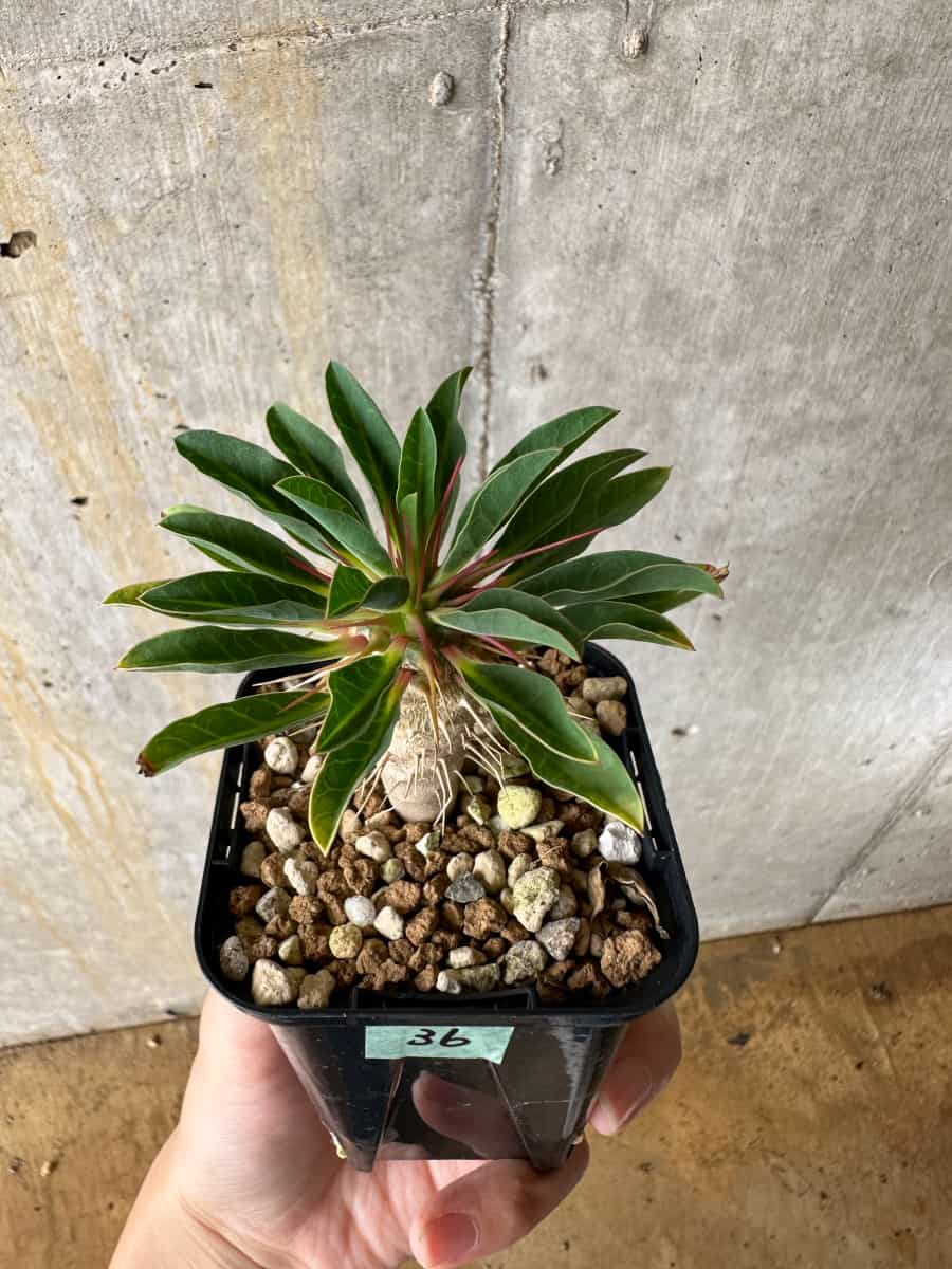 【現品限り】ユーフォルビア・ギラウミニアナ【C36】 Euphorbia guillauminiana
