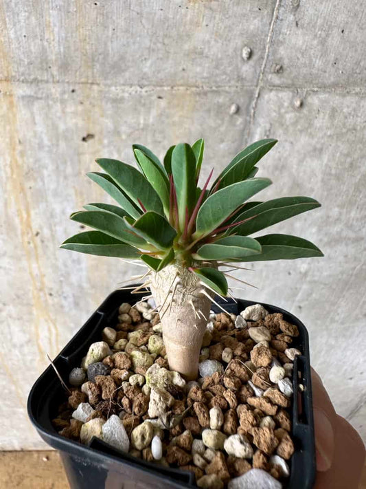 【現品限り】ユーフォルビア・ギラウミニアナ【C37】 Euphorbia guillauminiana