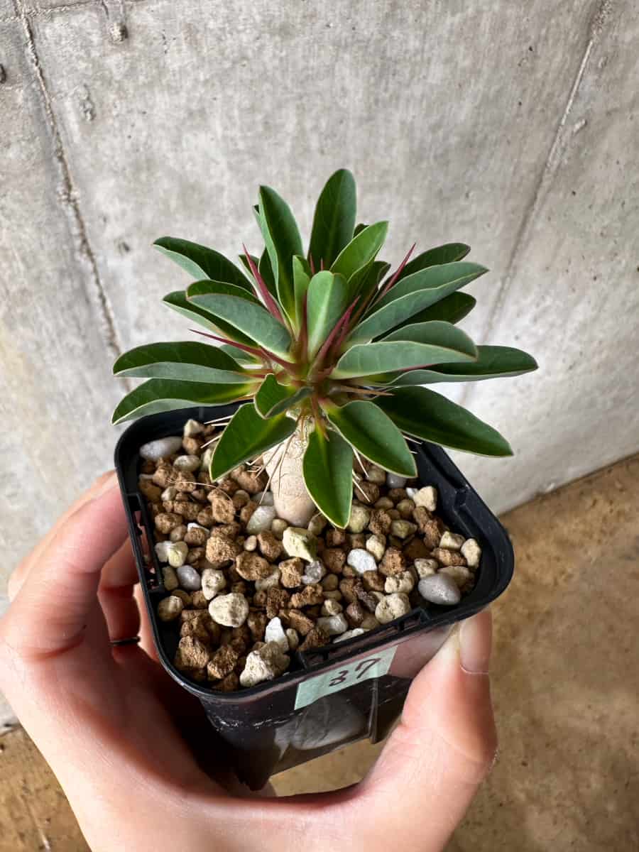 【現品限り】ユーフォルビア・ギラウミニアナ【C37】 Euphorbia guillauminiana
