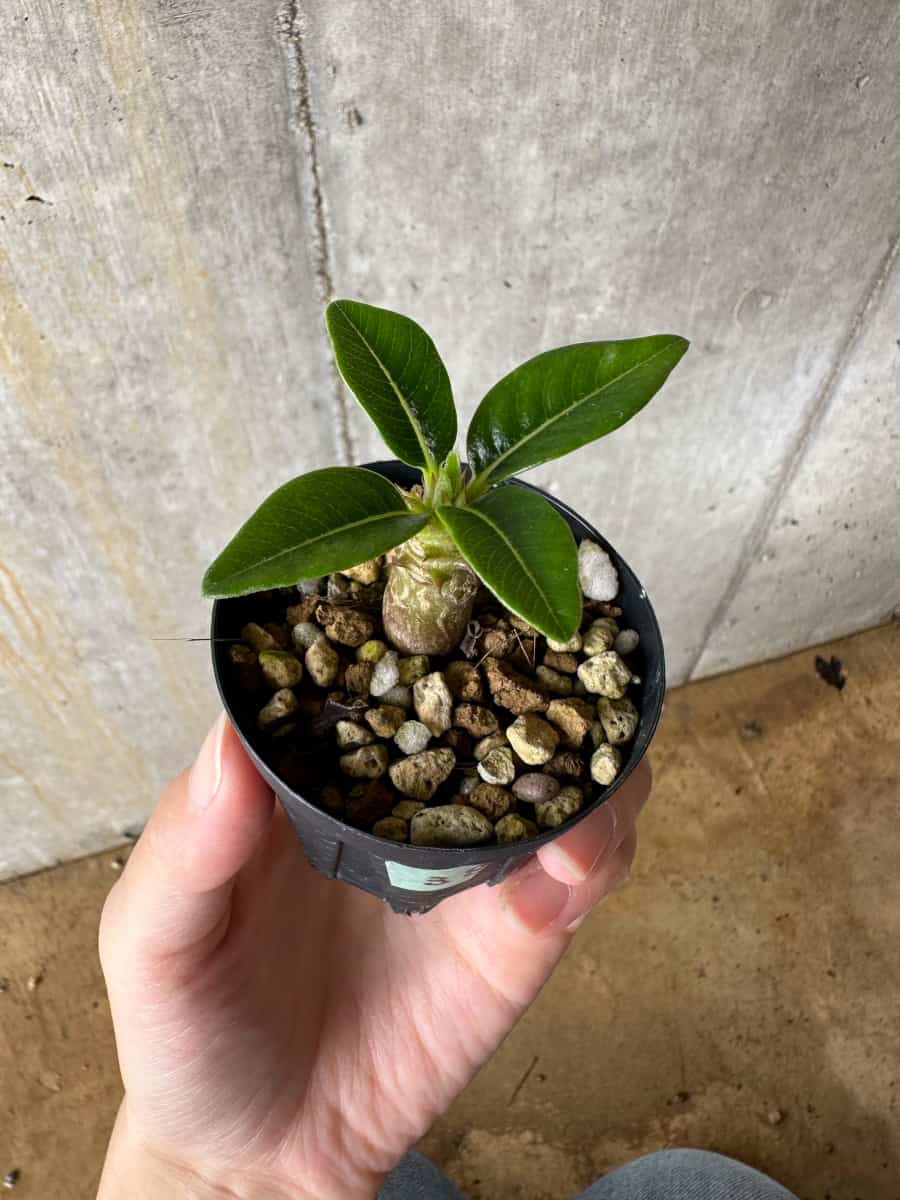 【現品限り】パキポディウム・ウィンゾリー 実生【C38】 Pachypodium windsorii