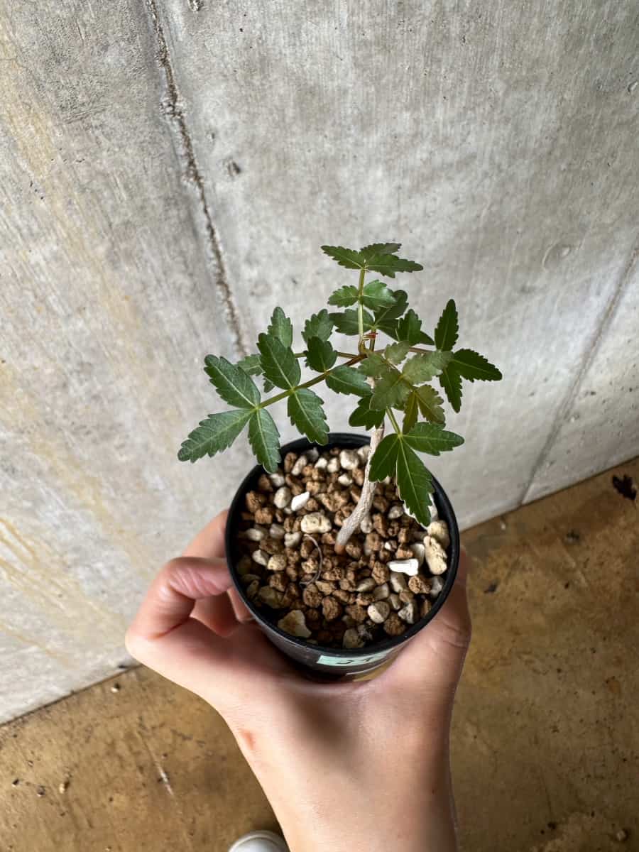 【現品限り】ブルセラ・ファガロイデス【C39】 Bursera fagaroides