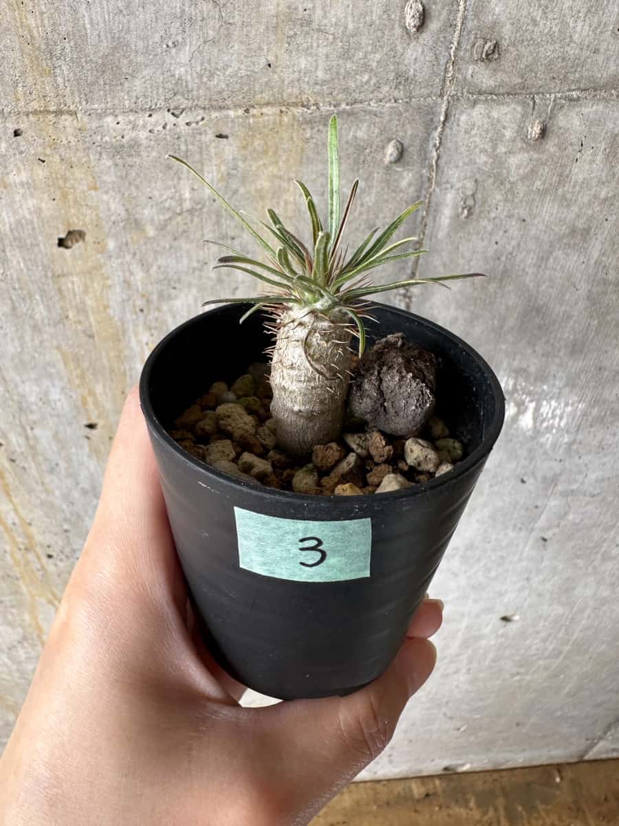 【現品限り】パキポディウム・グラキリス【C3】 Pachypodium gracilius