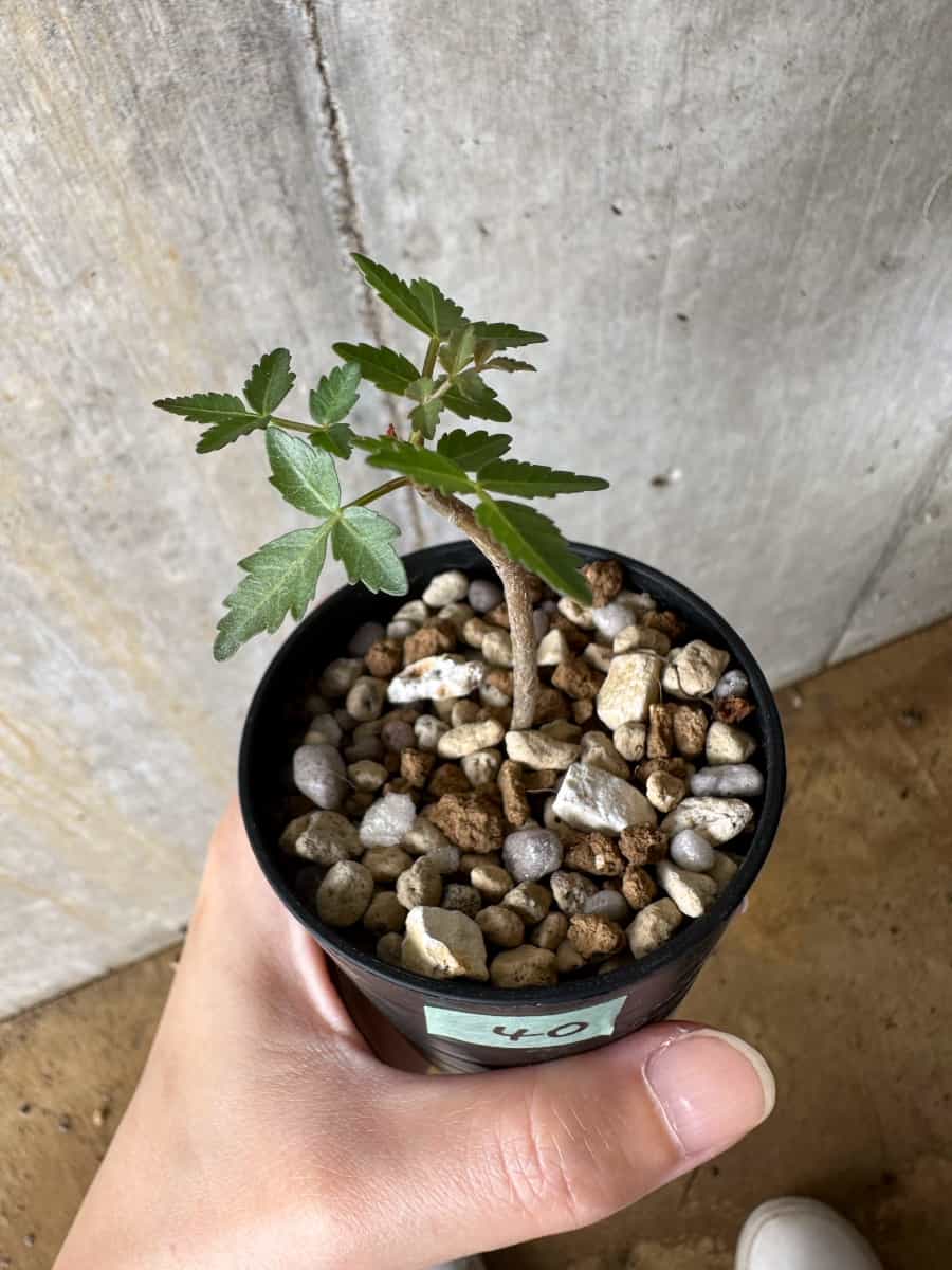 【現品限り】ブルセラ・ファガロイデス【C40】 Bursera fagaroides