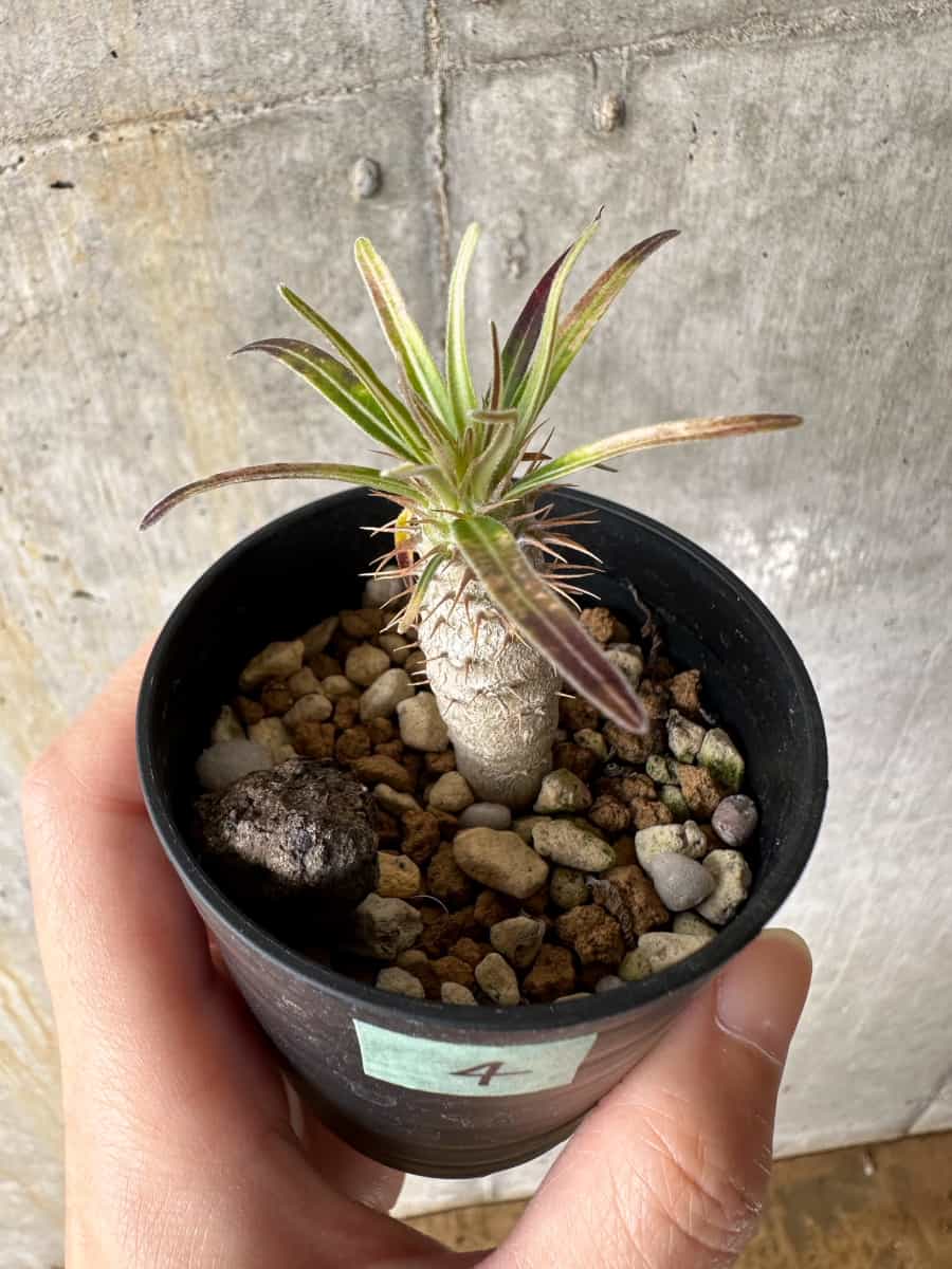 【現品限り】パキポディウム・グラキリス【C4】 Pachypodium gracilius